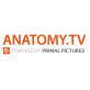 anatomy-tv-logo-vector-e1669024624434